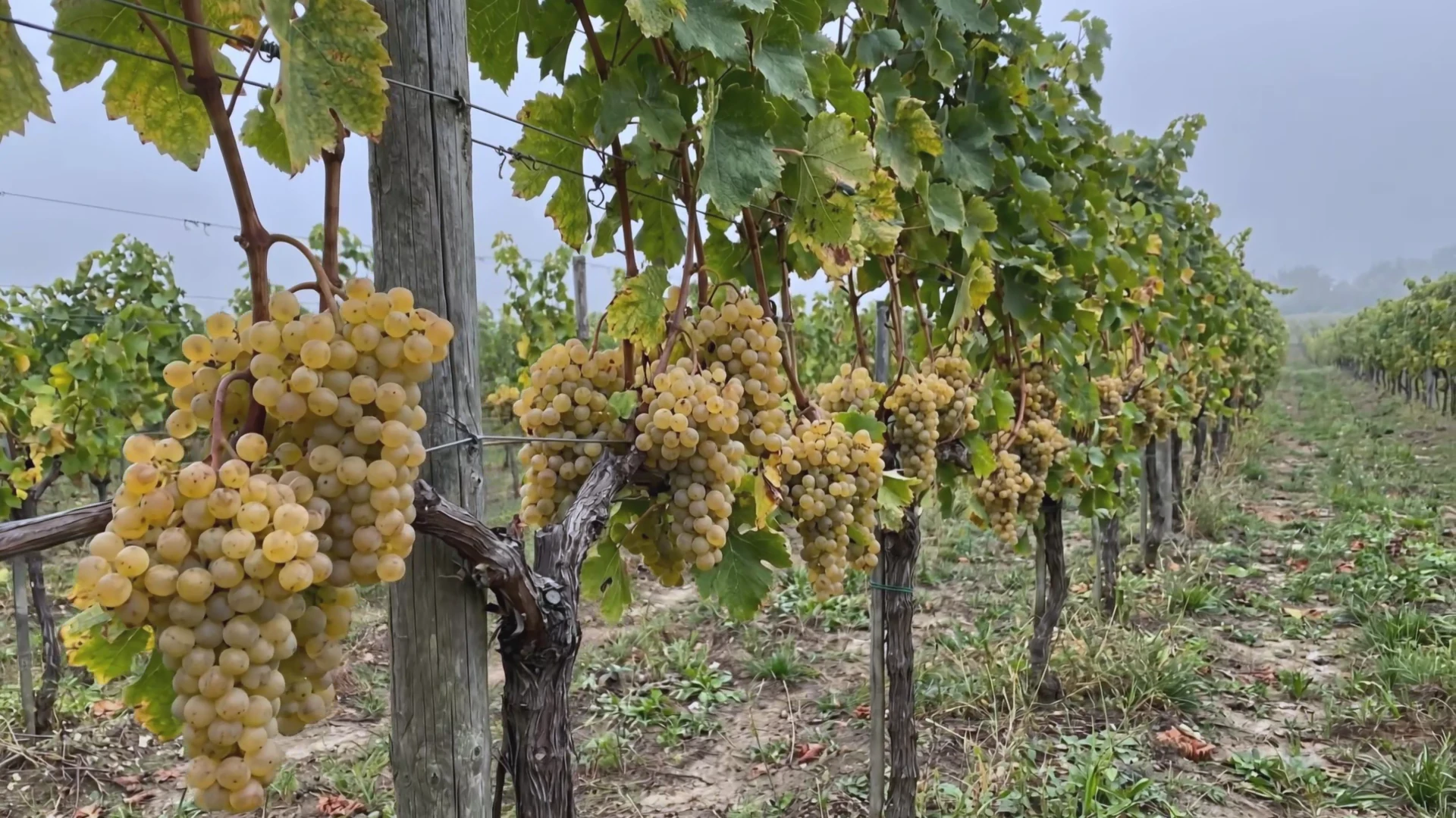 Vineyard imagery from the Village Iveria concept film